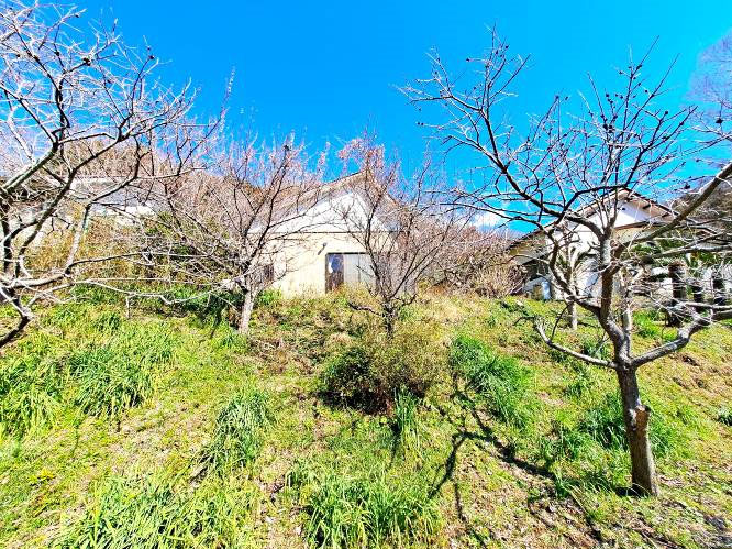 �g���z�[���y�[�W�@���Õ����@��[���s �r��@�ʐ^6