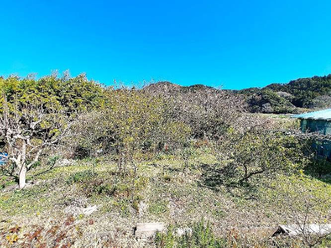 �g���z�[���y�[�W�@���Õ����@��[���s ���|�@�ʐ^8