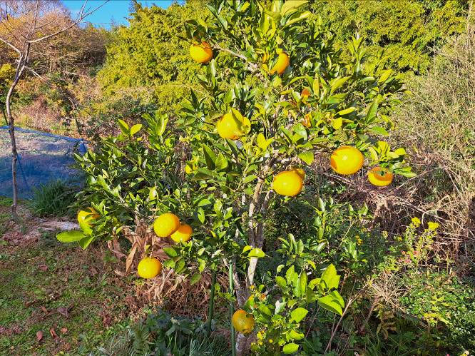 �g���z�[���y�[�W�@���Õ����@��[���s ���|�@�ʐ^9